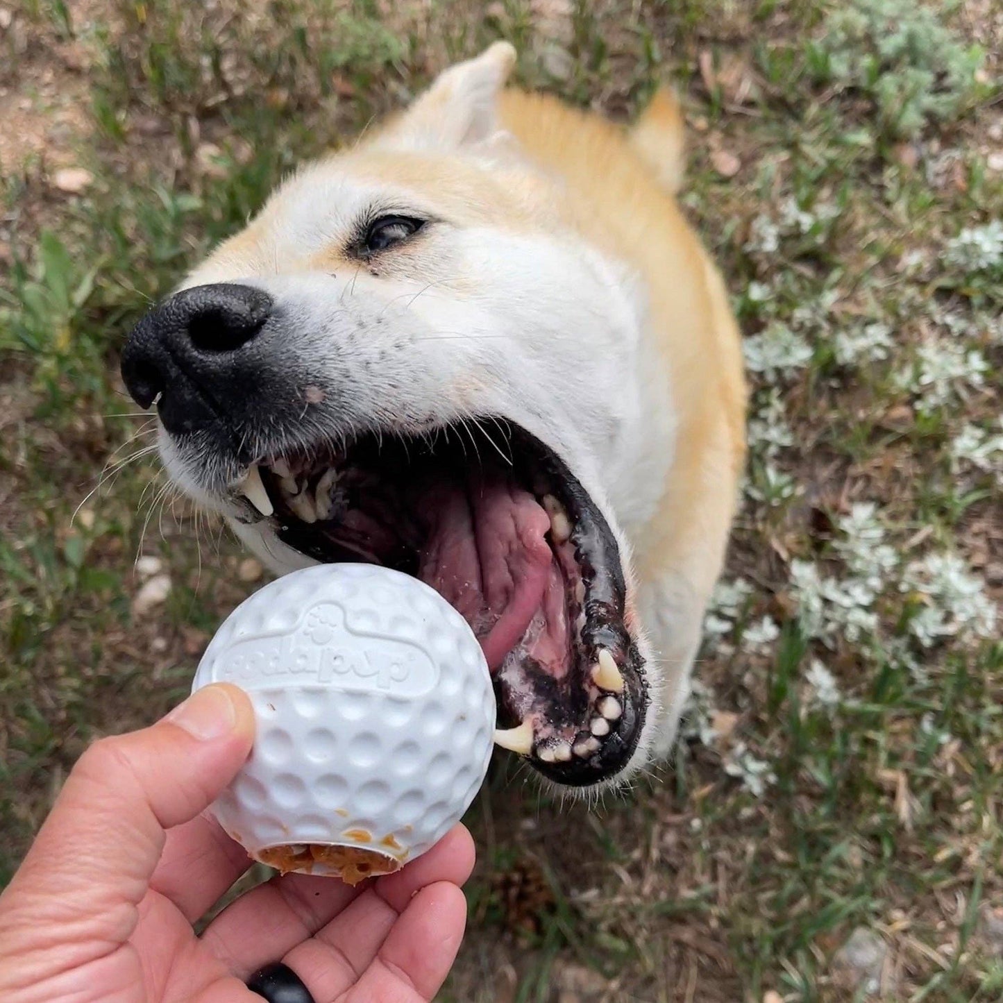 Golf Ball Rubber Treat Dispenser & Enrichment Toy