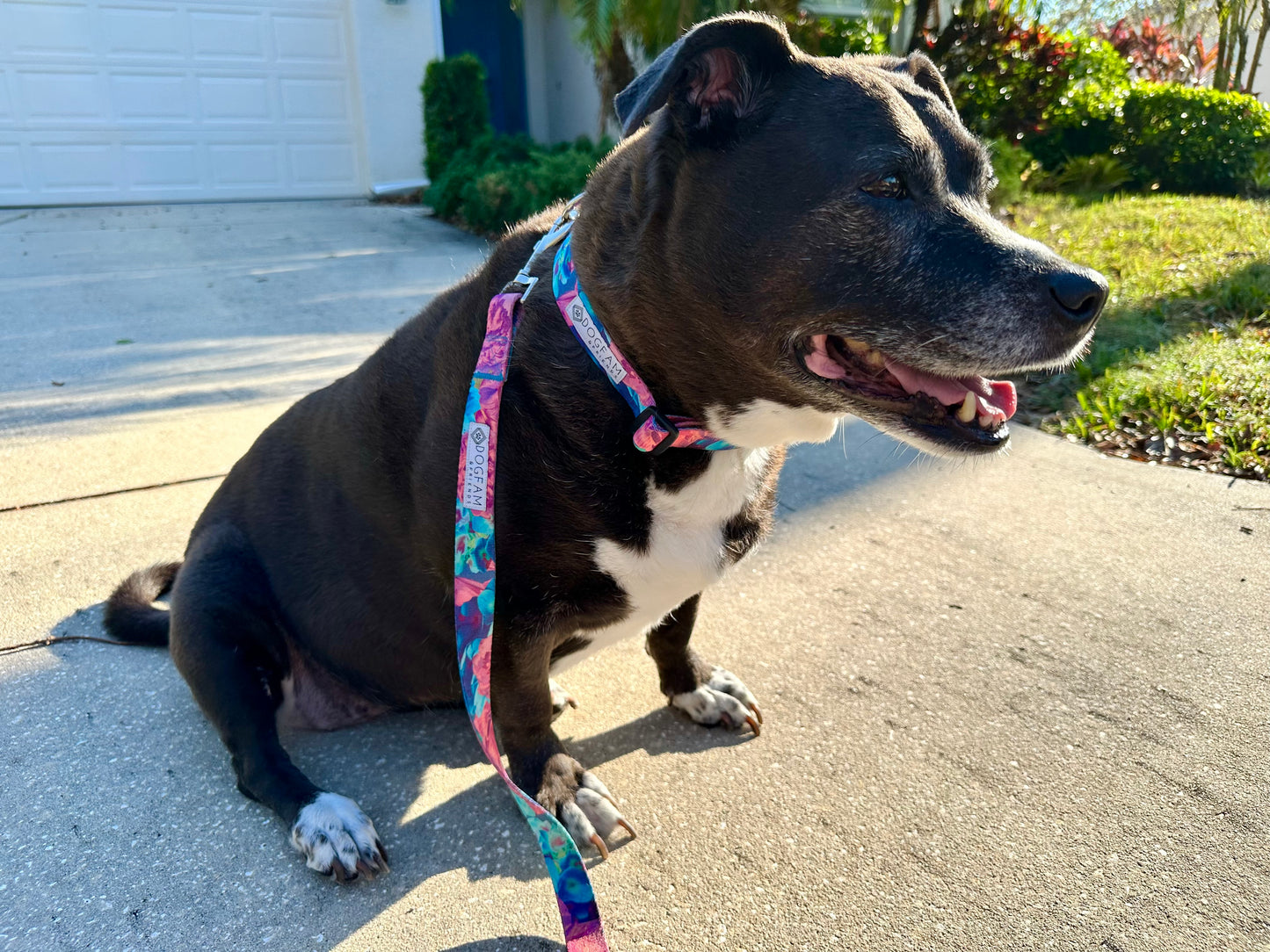 Bouquet All Day Collar