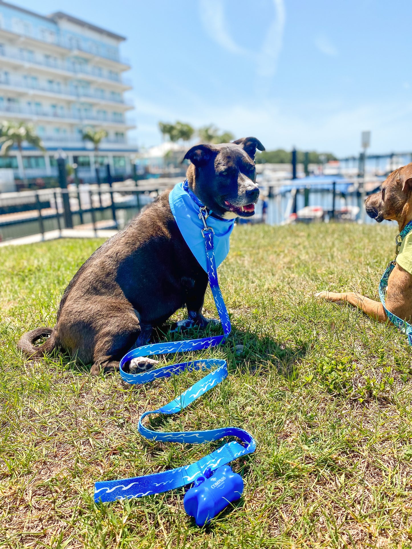 Catch a Wave Dog Leash