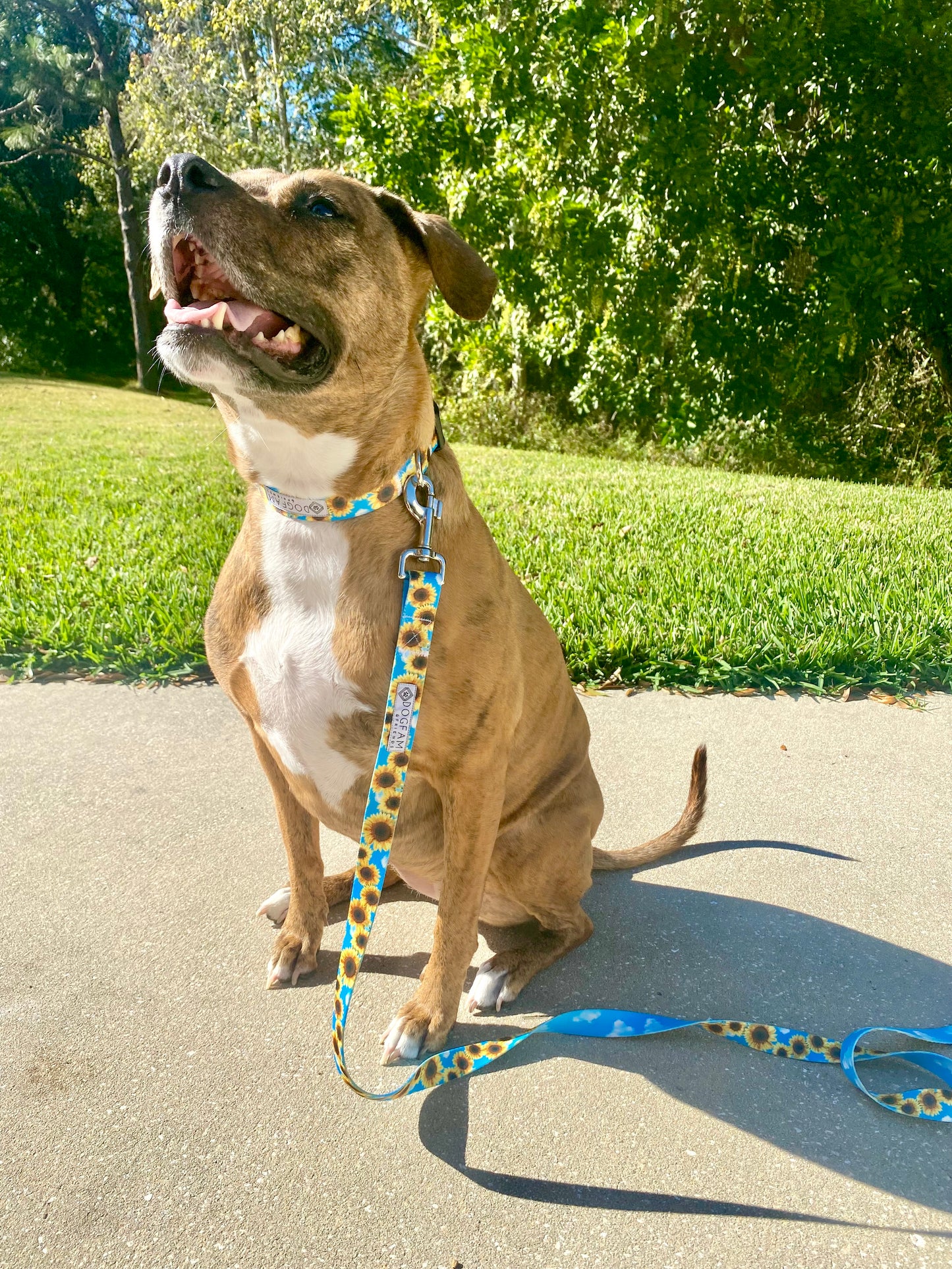 Sunflower Meadows Dog Leash