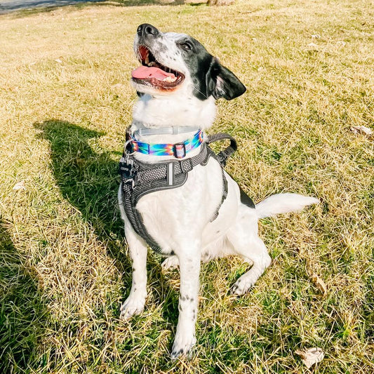 Flower Power Dog Collar